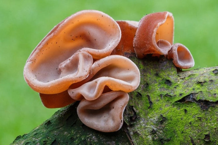 Uszak bzowy (grzyb Auricularia) – cudowne właściwości zamknięte w intrygującej formie