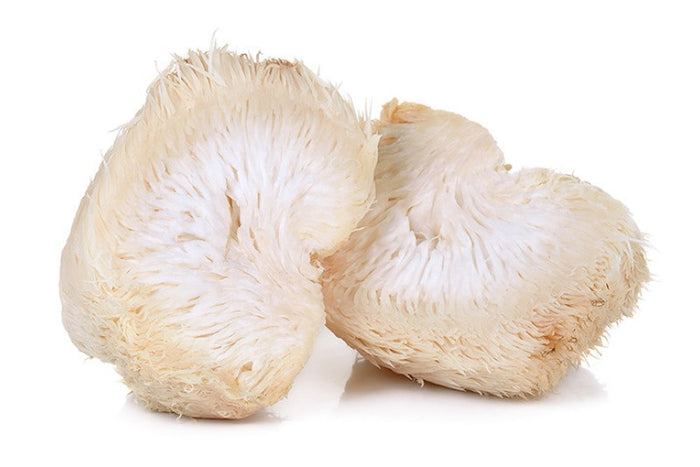 Lion's Mane Mushroom (Soplówka jeżowata) - wpływ na mózg i układ nerwowy