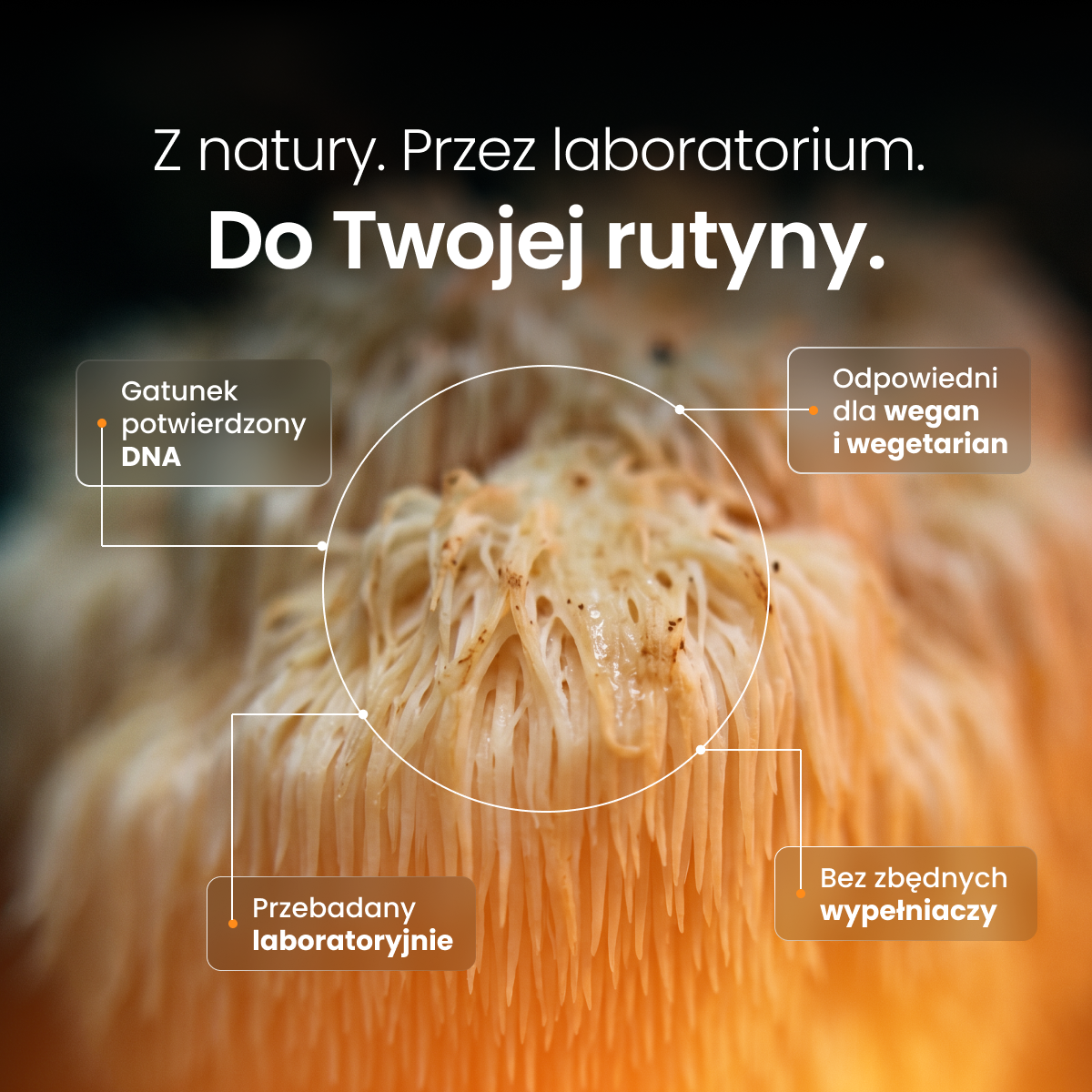 Soplówka Jeżowata (Lion's Mane) – Ekstrakt DER 10:1 | Kapsułki – zdjęcie 3
