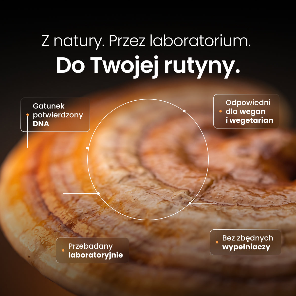Reishi (Lakownica żółtawa) – Ekstrakt DER 20:1 | Krople (60 ml) – zdjęcie 3