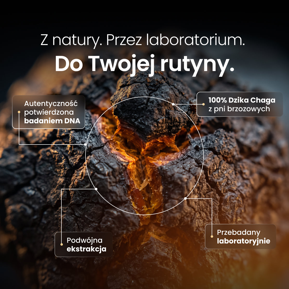 Chaga (Czaga, Błyskoporek podkorowy) – Ekstrakt DER 10:1 | Kapsułki – zdjęcie 7