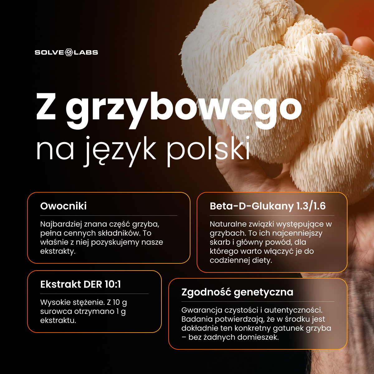 Soplówka Jeżowata (Lion's Mane) – Ekstrakt DER 10:1 | Kapsułki – zdjęcie 9