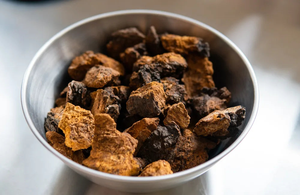 Chaga