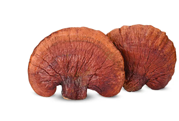 Ekstrakt z Reishi