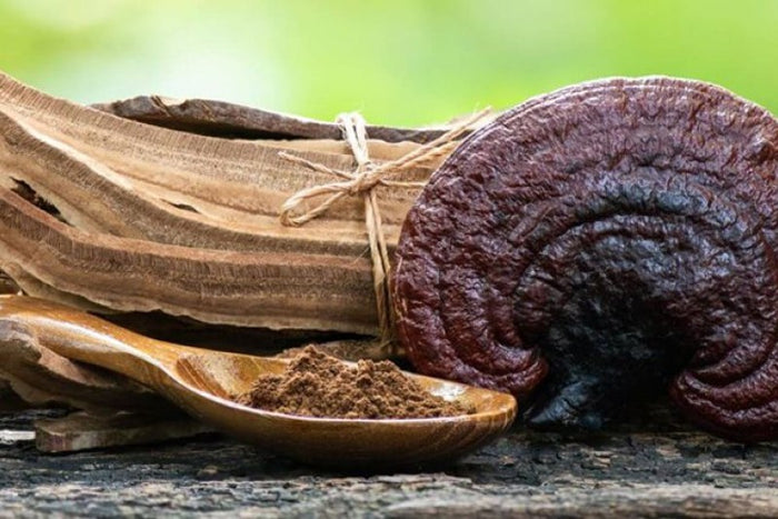 Reishi (Ganoderma lucidum) - niezwykłe właściwości króla grzybów leczniczych