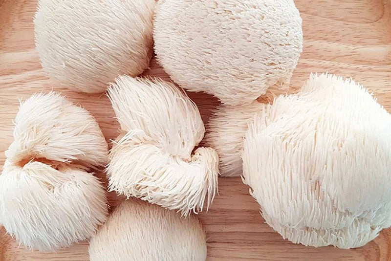 Lion's mane (Soplówka jeżowata) - gwiazda wśród grzybów leczniczych