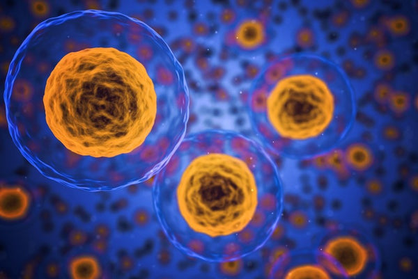 Mitochondrium - energetyczny silnik komórki
