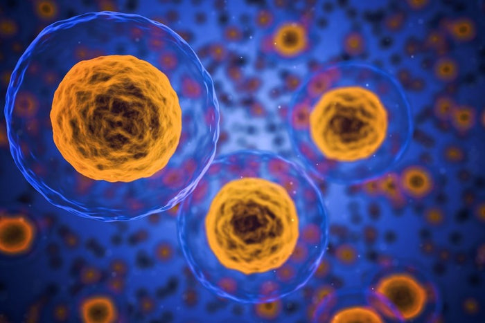 Mitochondrium - energetyczny silnik komórki