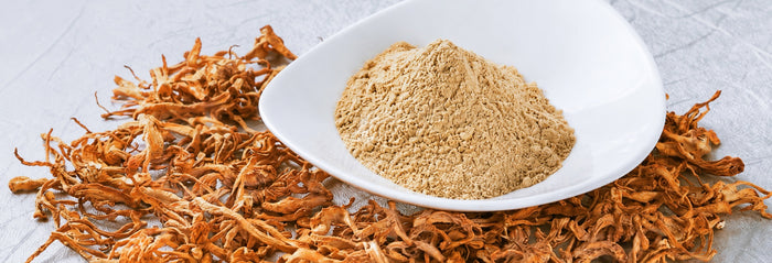Suszony Cordyceps i proszek w białej misce