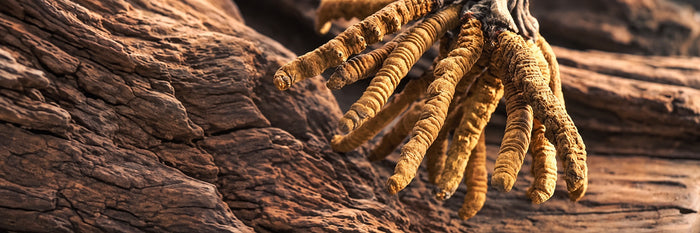 Suszony Cordyceps na drewnie