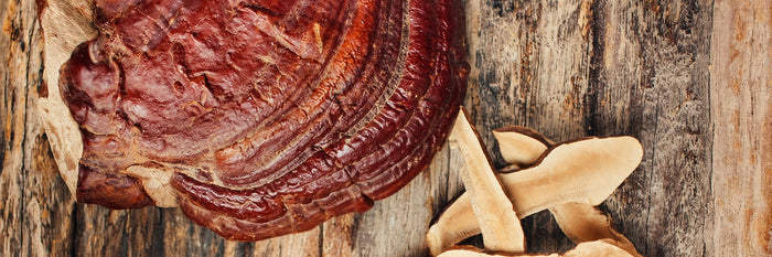 Grzyb Reishi i plastry grzyba
