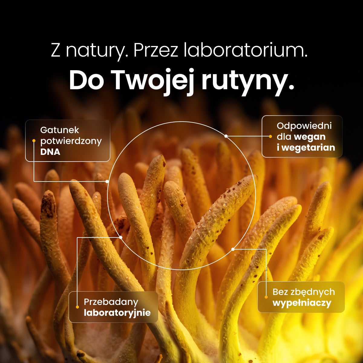 Cordyceps (Maczużnik chiński) – Ekstrakt DER 15:1 | Krople (60 ml) – zdjęcie 3