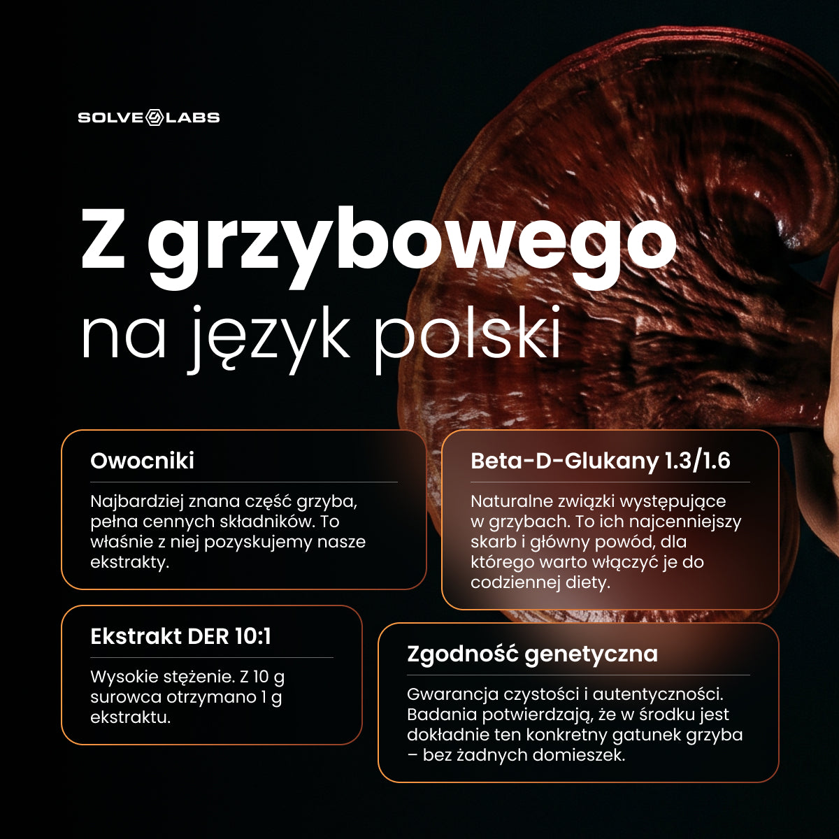 Reishi (Lakownica żółtawa) – Ekstrakt DER 10:1 | Proszek – zdjęcie 12